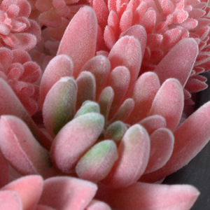 Succulentas Artificiales de la Serie Roja, Plantas Verdes Decorativas para el Hogar, Mini Adorno Combinado, Bonsái Artificial en Maceta - Product Image 5