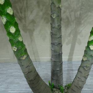 Plantes artificielles vertes PE 3m pour <span class=keywords><strong>la</strong></span> maison et le bureau Décoration en plastique Grand <span class=keywords><strong>papaye</strong></span> - Product Image 4