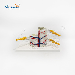 Modèle de moelle épinière et de vertèbres partielles VIC-3308 : Modèle de démonstration pédagogique biologique, Modèle d'anatomie humaine - Product Image 2