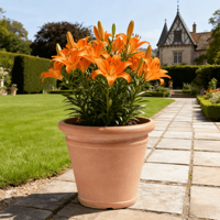 Étagère à plantes en plastique aspect céramique mat, emballage prêt à l'emploi pour les programmes de centres de jardinage