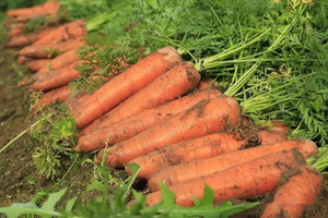 Fertilizante Orgánico Granular Negro NPK Más Vendido, Promueve el Rendimiento de Cultivos y la Aumento de la Rentabilidad, Apto para Campos de Zanahorias - Product Image 6