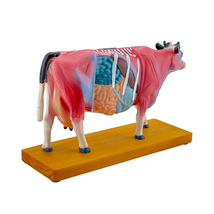 Corps de bétail <span class=keywords><strong>Acupuncture</strong></span> Modèle ZM3017 - Product Image 4