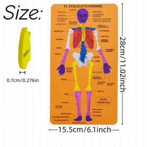 Rompecabezas de estructura de cuerpo humano <span class=keywords><strong>EVA</strong></span> al por mayor rompecabezas cognitivo <span class=keywords><strong>esqueleto</strong></span> Impresión de doble cara juguetes educativos para niños - Product Image 4
