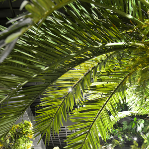 Trung Quốc Nhà Máy Nhà Cung Cấp Cây Cọ Nhân Tạo Lớn 5M-15M Trung Đông Nhân Tạo Ngày Cây Cọ Cho Khách Sạn Trang Trí Cảnh Quan - Product Image 4