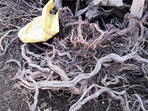 Maleisië Mangrove Hout Landscaping <span class=keywords><strong>Fish</strong></span> Tank Natuurlijke <span class=keywords><strong>Aquarium</strong></span> Drijfhout Natuurlijke Woods Voor <span class=keywords><strong>Aquarium</strong></span> - Product Image 6