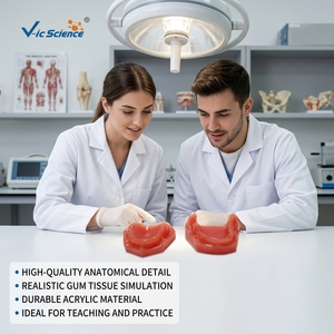Modello di <span class=keywords><strong>mandibola</strong></span> edentola completa per l'insegnamento di protesi dentarie CE/ISO/ROHS/CNAS - Product Image 1