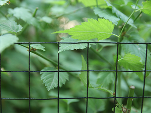 PVC plastic coating, hot-dip galvanized iron <b>wire</b>, green welded <b>wire</b> <b>mesh</b> are used for fence protection and poultry farming. - Product Image 6