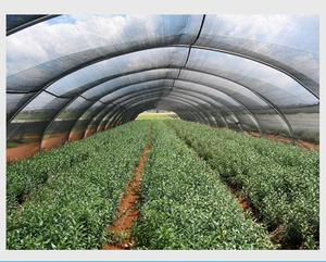 <span class=keywords><strong>Malla</strong></span> de Sombra de Plástico Mono+tape Tape+tape para Invernadero, <span class=keywords><strong>Malla</strong></span> <span class=keywords><strong>Rashel</strong></span> Utilizada para Productos Agrícolas - Product Image 1