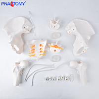 Modèle de bassin articulé grandeur nature en PVC, outil éducatif d'anatomie squelettique, os pelvien flexible avec fémur et vertèbres lombaires