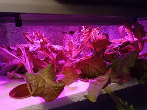 Ce Rohs Far Red Blue Spectrum 36 Inch 3ft 36w Greenhouse Led Grow Light Strip For Vertical Farming