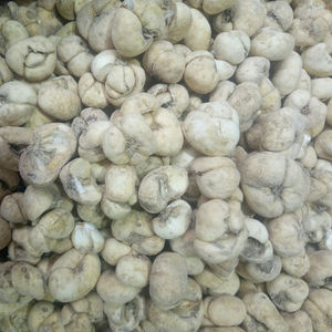 Zhe Bei Mu Bulbes de racines de Fritillaire Thunbergii de grande taille, Fritillaire de <span class=keywords><strong>Thunberg</strong></span> à vendre - Product Image 1