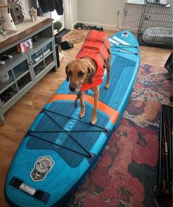 Ván chèo đứng bơm hơi đa năng 11'x35x6 inch, dùng được cho lướt sóng, câu cá, bán buôn - Product Image 3