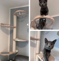 Tour d'escalade pour chat murale en bois à 4 niveaux, étagère pour chat en bois, arbre à chat à hauteur réglable avec lit en acrylique