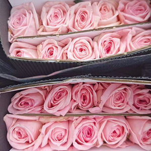 Flores de Tallo Largo de la Serie Arcoíris Vibrante para Diseño Floral Artístico, Decoración de Centros de Mesa, <span class=keywords><strong>Rosas</strong></span> Coloridas Frescas de Granja al por Mayor - Product Image 1