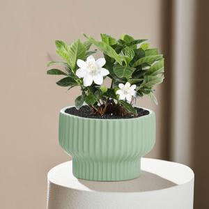 <span class=keywords><strong>Vaso</strong></span> in <span class=keywords><strong>Ceramica</strong></span> Nordico per <span class=keywords><strong>Piante</strong></span> <span class=keywords><strong>Grasse</strong></span>, Piccolo, Nero Opaco con Finitura Smaltata, per Casa e Giardino - Product Image 5