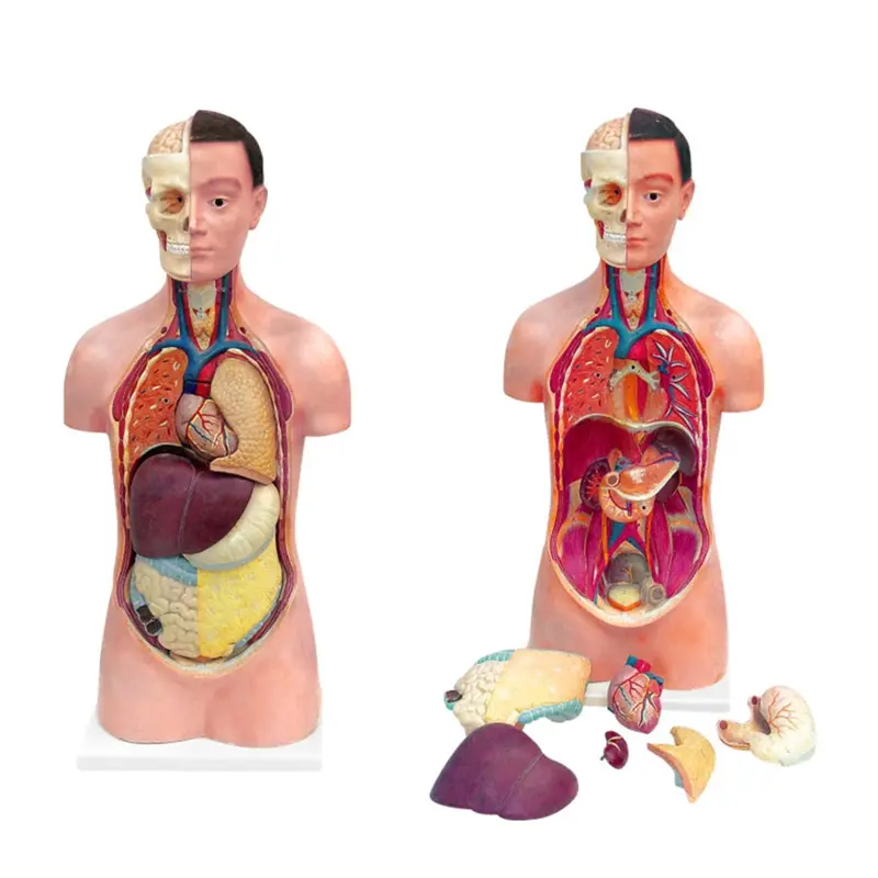 High Quality Human Torso Model Medical Anatomy Torso Model Human Body Male Torso Models For Teaching