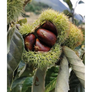 Castagne Fresche di Alta Qualità in Offerta, Ricche di Proteine e Fibre, Ideali per Snack e Cucina - Product Image 4