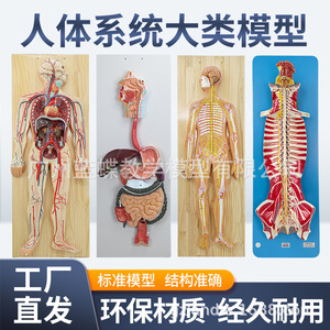 Sistema nervioso humano, sistema circulatorio, sistema urinario, sistema digestivo, sistema endocrino, nervios espinales - Product Image 1