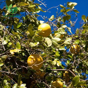 Pomelo fresco de alta calidad para exportación a granel fruta al por mayor - Product Image 1