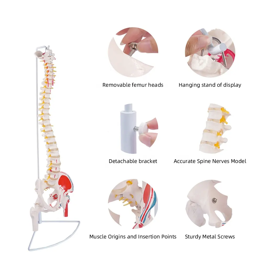FRT015 रीढ़ मॉडल काठ का कंकाल जीवन आकार वितरण फीमर सिर चित्रित मांसपेशियों लचीला चिकित्सा रीढ़ मॉडल