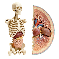 Modèles d'anatomie humaine en céramique de qualité médicale imprimés en 3D pour prototypage rapide, tailles et couleurs personnalisées pour l'usinage
