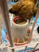 Mangeoire automatique en plastique pour animaux de ferme, équipement d'élevage de volailles et d'animaux