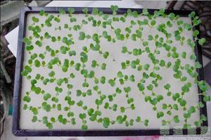 Semi all'<span class=keywords><strong>ingrosso</strong></span> personalizzati semi di ortaggi idroponici che piantano semi di zucca in spugna per <span class=keywords><strong>piante</strong></span> - Product Image 3