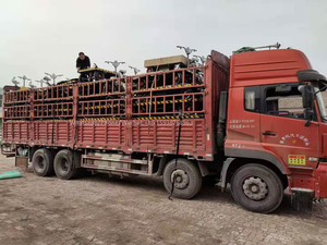 Carretilla Eléctrica de Plataforma Plana para Carga de Almacén de Corta Distancia, 1000 kg, con Barandilla y Ruedas - Product Image 6