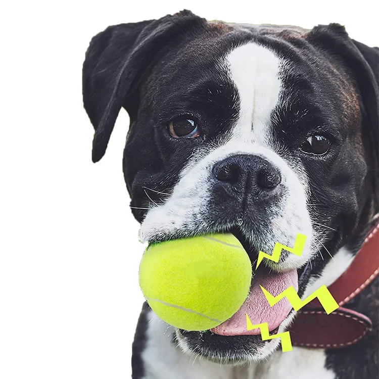 Bounce de treinamento de cachorro personalizado, resistente à mordida, tênis, bolas para cães
