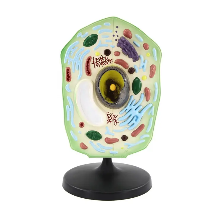 Plant Cell Model Biology Classroom Study Display Teaching School Furniture