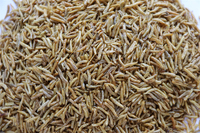 Fabrikant Supply Professionele Heerlijke Gedroogde Droog Maden Huisdier Voedsel Fly Larven