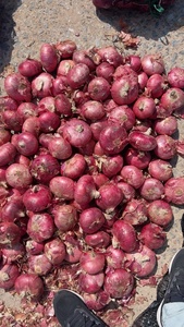 2025 cây trồng mới của hành tây đỏ tươi và hành tây vàng trắng giá mỗi tấn tại Trung Quốc từ hành tây xuất khẩu - Product Image 4