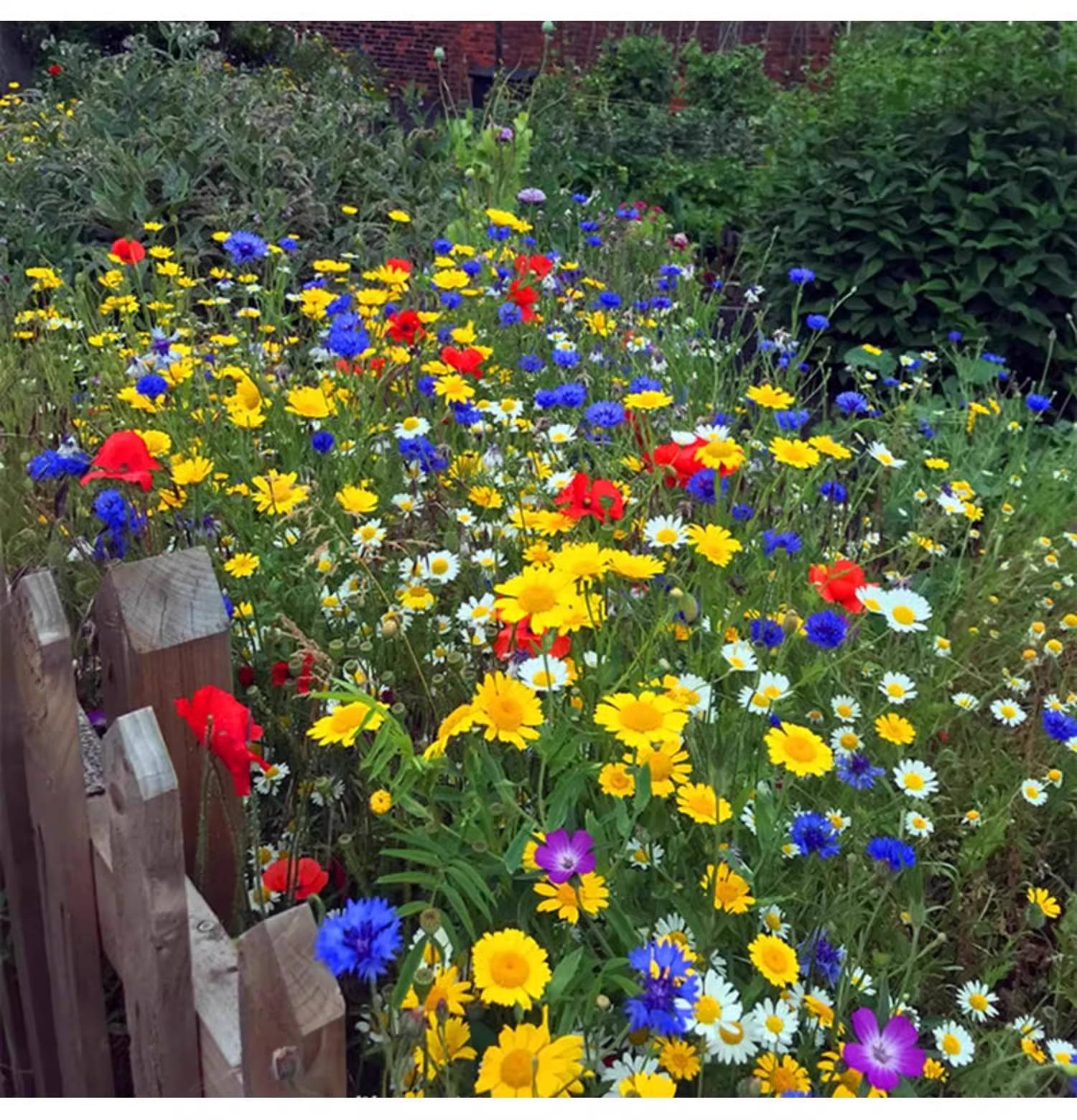 ดอกไม้ป่าที่สวยงามในประเทศทางตอนเหนือ