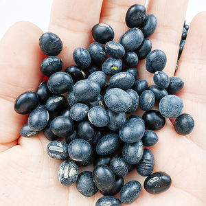 Venta directa <span class=keywords><strong>de</strong></span> fábrica Nueva cosecha Lenteja negra Frijol negro - Product Image 5