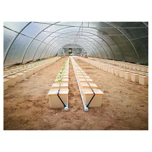 Cà chua hệ thống thủy canh Hà Lan xô cho nhà kính trồng
