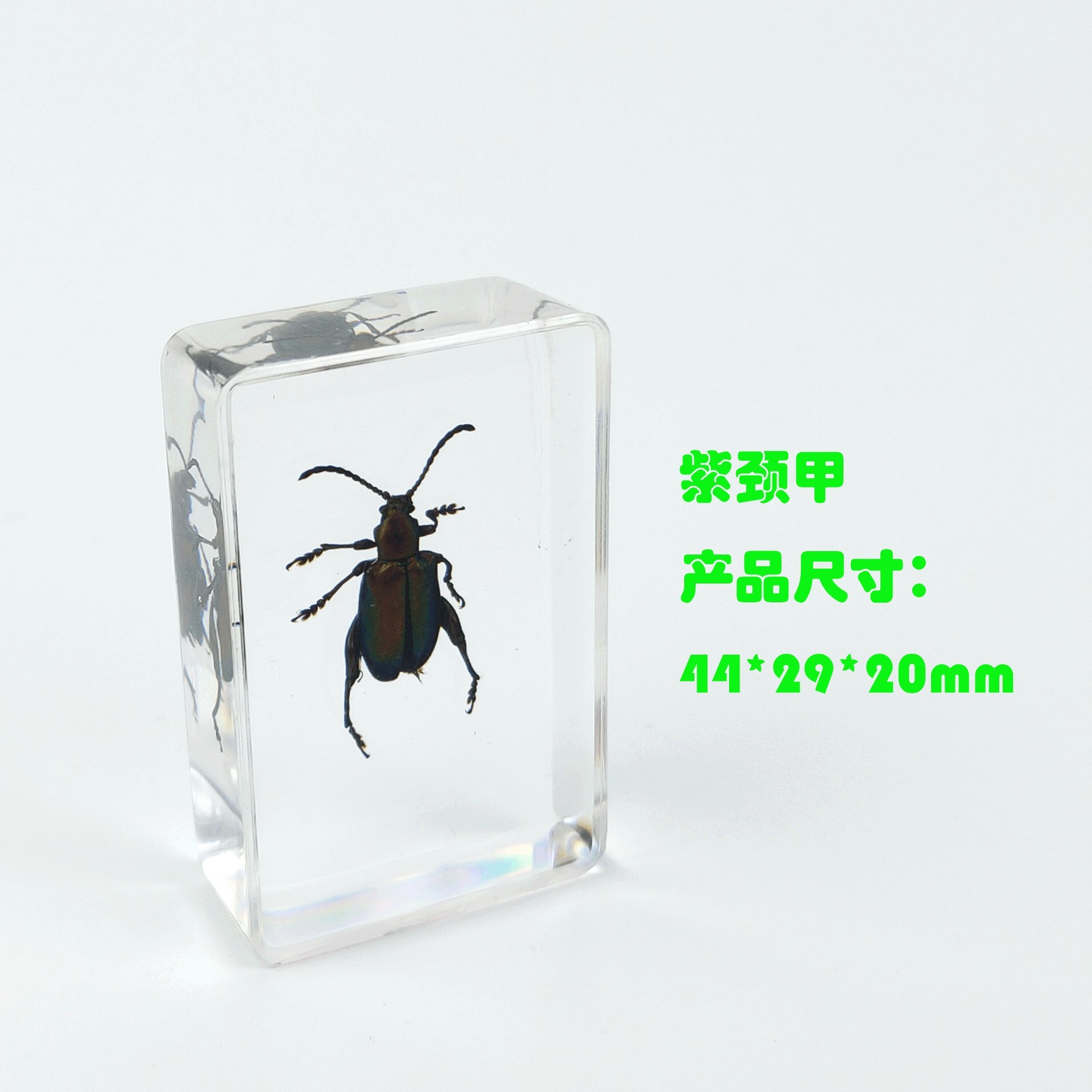 Sp purple-necked beetle-442916mm