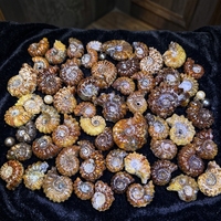 Vente en gros de fossiles d'ammonites en corne de bélier naturelle, spécimens de fossiles d'ariétites pour collection, souvenir, décoration