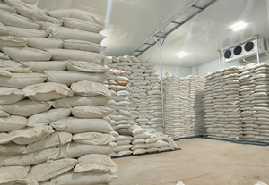 En Çok Satan Premium Ham Kurutulmuş Zencefil Bütün Güçlü Aromalı Yemeklik Bitkisel Çaylar Doğal Baharatlar Beyaz Guangxi Çin Fabrikasından - Product Image 6