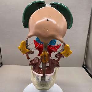 Modèle pédagogique coloré de démontage ostéopathique simulé - Modèle coloré de segmentation des os du crâne pour l'enseignement de l'anatomie - Product Image 2