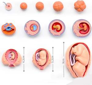Science médicale 21 pièces modèle de développement d'embryon utérin, assemblage de processus de croissance d'organe fœtal, éducation assistée de fertilité - Product Image 5