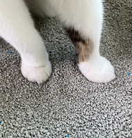 Litière pour chat en bentonite de forme irrégulière, haute qualité, agglomération rapide, absorption rapide, faible poussière, supporte l'échantillon gratuit