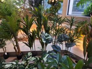 Usine directe grand PE vert bambou artificiel arbre et plante pour café bureau bureau salle jardin décor extérieur - Product Image 4