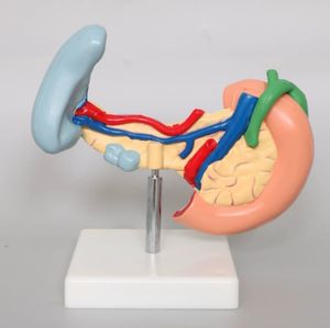 Anatomie Van Het Menselijk Lichaam Model Ziekten Van <span class=keywords><strong>Pancreas</strong></span> Milt Galblaas Anatomisch <span class=keywords><strong>Pancreas</strong></span> Model - Product Image 4