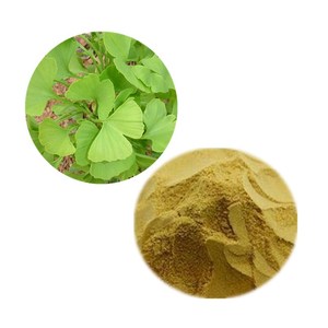 Gingko สารสกัดจากผง24% flavonoids ที่6% terpene lactones - Product Image 2
