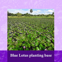 Thé en fleurs de marque privée Thé à fleurs de lotus bleu entier séché biologique