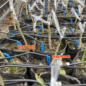 Serre polytunnel BAOLIDA, serre de culture sous abri, serre en verre multi-chapelles, serres connectées - Product Image 6