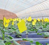 Pièges collants double face non toxiques 6x8 pouces pour usage intérieur et extérieur, pour plantes d'intérieur, cuisine, jardin et légumes