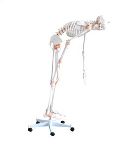 <span class=keywords><strong>Esqueleto</strong></span> <span class=keywords><strong>Humano</strong></span> Flexible de PVC de Tamaño Real con Ligamentos, 180 cm de Altura, Modelo Anatómico de Hueso <span class=keywords><strong>Humano</strong></span> para Uso Médico - Product Image 2