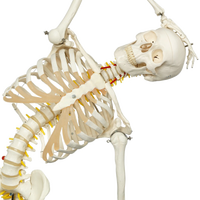 Modelo anatómico humano de PVC de alta calidad, esqueleto humano de 170cm