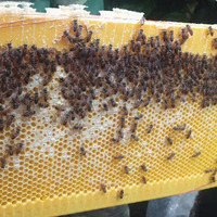 Hangar automatique 7 pièces cadre de ruche de miel de ruche de ruche avec boîte de couvain d'apiculture en bois de cèdre
